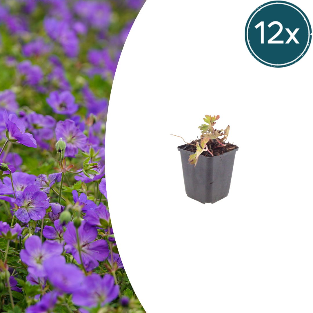 12x Geranium 'Azure Rush' - ↕10-25cm - Ø9cm