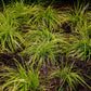 Ziergräser - Carex oshimensis Everillo - Gelb - 1 Pflanze - Immergrün - Winterhart - Topf 17cm Höhe 50cm