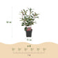 Heckenpflanzen - Photinia fraseri Red Robin - grün rot - 6 Pflanzen - 1 laufender Meter - immergrün - Topf 17cm Höhe 50cm "