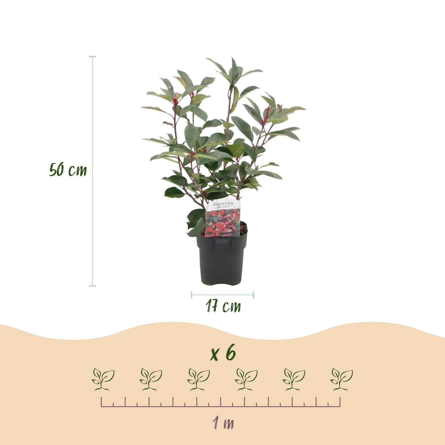 Heckenpflanzen - Photinia fraseri Red Robin - grün rot - 6 Pflanzen - 1 laufender Meter - immergrün - Topf 17cm Höhe 50cm "