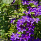 Kletterpflanze - Clematis The President - Blüte Rosa - Wenig Pflege - 2 Pflanzen - Topf 11cm Höhe 40cm