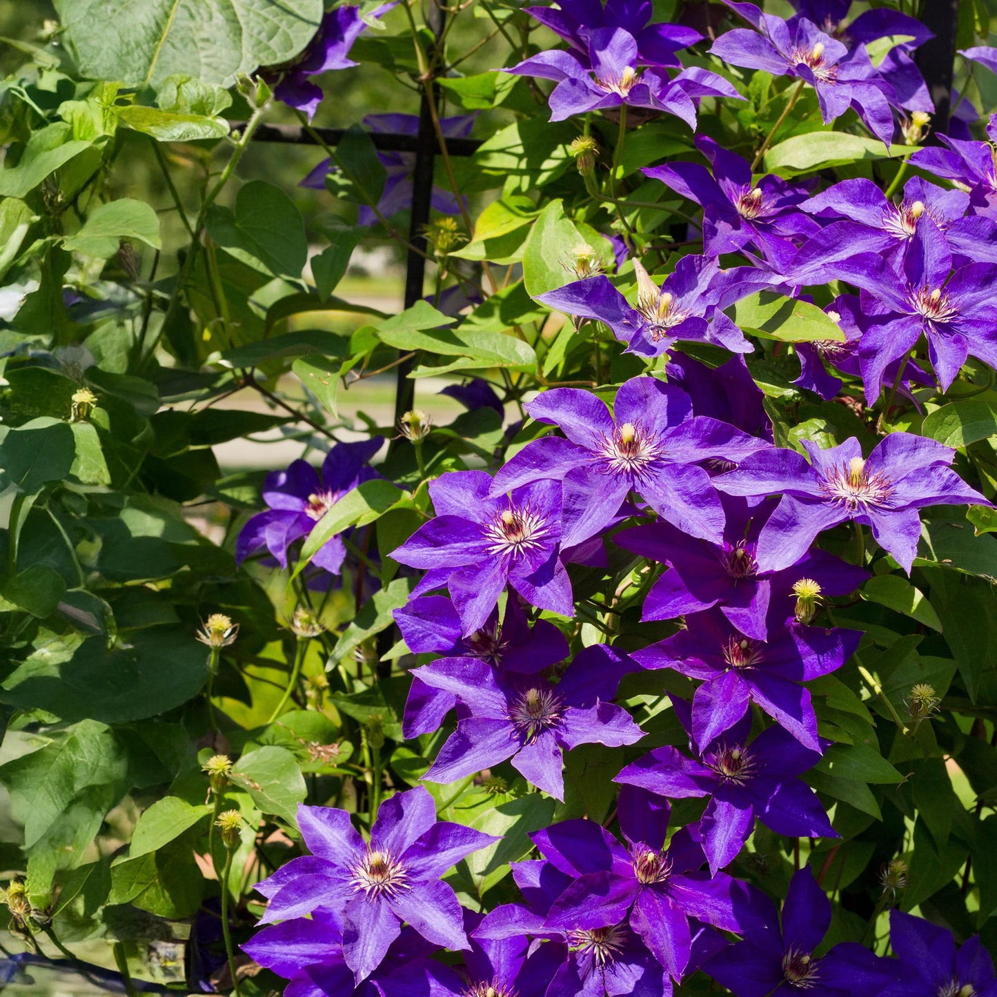 Kletterpflanze - Clematis The President - Blüte Rosa - Wenig Pflege - 2 Pflanzen - Topf 11cm Höhe 40cm