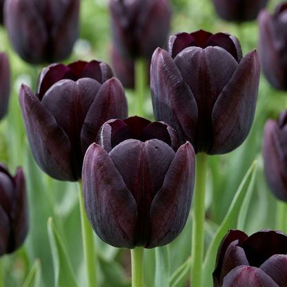 70x Tulipa Black - Black Tulip - Black - Spring bloomer - Bulb size 10/11