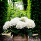 Hortensie - Hydrangea Forever & Ever - Weiß - 7-12 Blüten - Topf 23cm Höhe 55cm