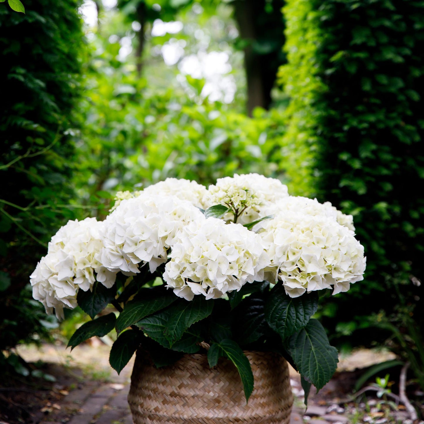 Hortensie - Hydrangea Forever & Ever - Weiß - 7-12 Blüten - Topf 23cm Höhe 55cm