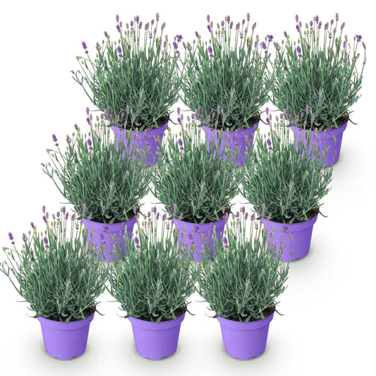 Lavandula angustifolia Munstead - Lavendel - Winterhart - Lila - 9 Pflanzen - Topf 12cm - Höhe 15-25cm