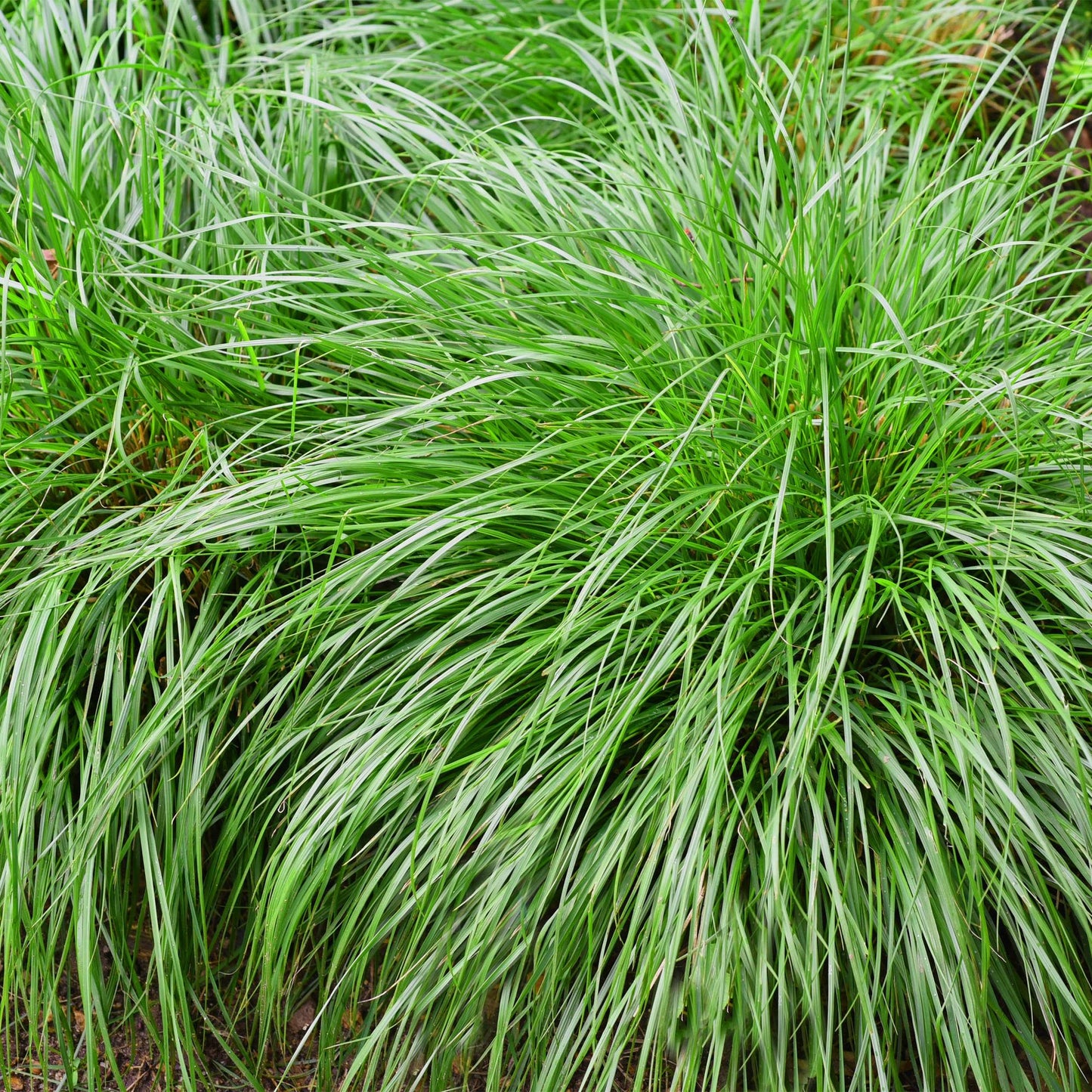 Ziergräser - Carex oshimensis Intense Green - Grün - 1 Pflanze - Immergrün - Winterhart - Topf 17cm Höhe 50cm