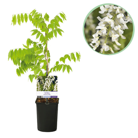 Blauregen - Wisteria floribunda Alba - Blüte Weiß - 1 Pflanze - Topf 11cm Höhe 40cm