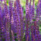 Steppen Salbei - 60x Salvia nem. 'Ostfriesland' - ↕10-25cm - Ø9cm