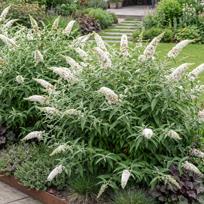 Schmetterlingsstrauch - Buddleja davidii White Profusion - Winterhart - Weiß - 1 Pflanze - Topf 17cm - Höhe 45cm