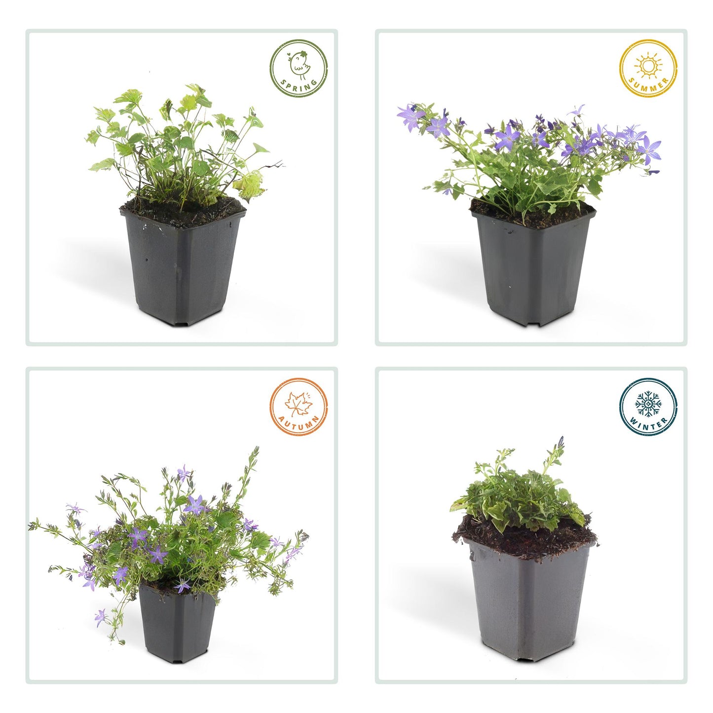 Campanula poscharskyana 'Stella' - 24x - ↕10-25cm - Ø9cm