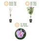 Hibiscus syriacus Lavendor Chiffon® - Terrassen Pflanze - Laubabwerfend - Winterhart - Lila Blüte - Topf 19cm Höhe 90cm