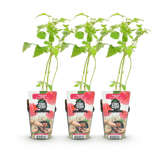 Obstpflanzen - Himbeere - Rubus idaeus Heritage - Winterhart - 3 Pflanzen - Topf 9 cm - Rote Himbeere