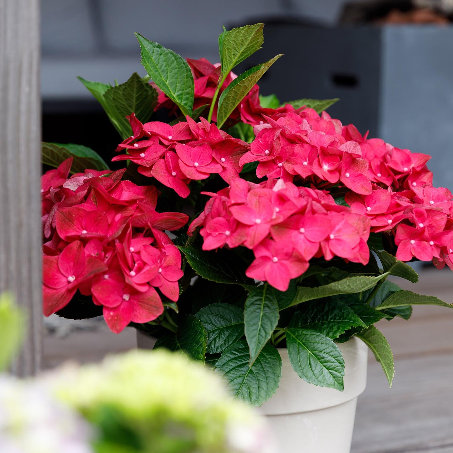 Hortensie - Hydrangea Magical Teusday & Saphire - Rot - 6-10 Blumen - 2 Pflanzen - Topf 23cm Höhe 55cm