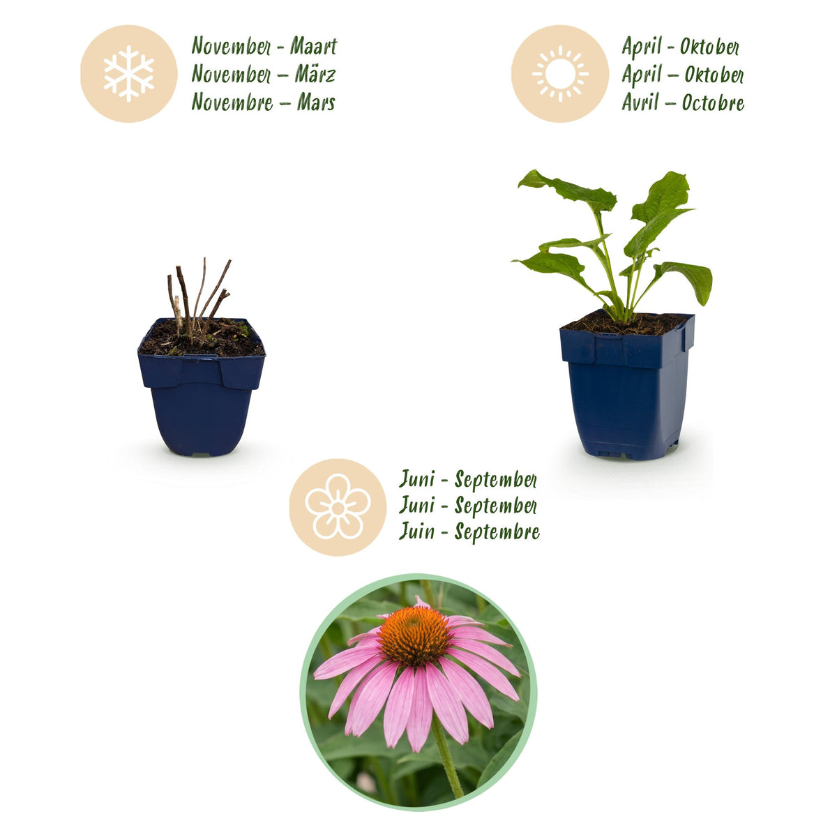 Sonnenhut - Echinacea purp. Magnus - Bienen- und Schmetterlingsanzieher - Rosa - 1 Pflanzen - Topf 11cm - Höhe 15-25cm