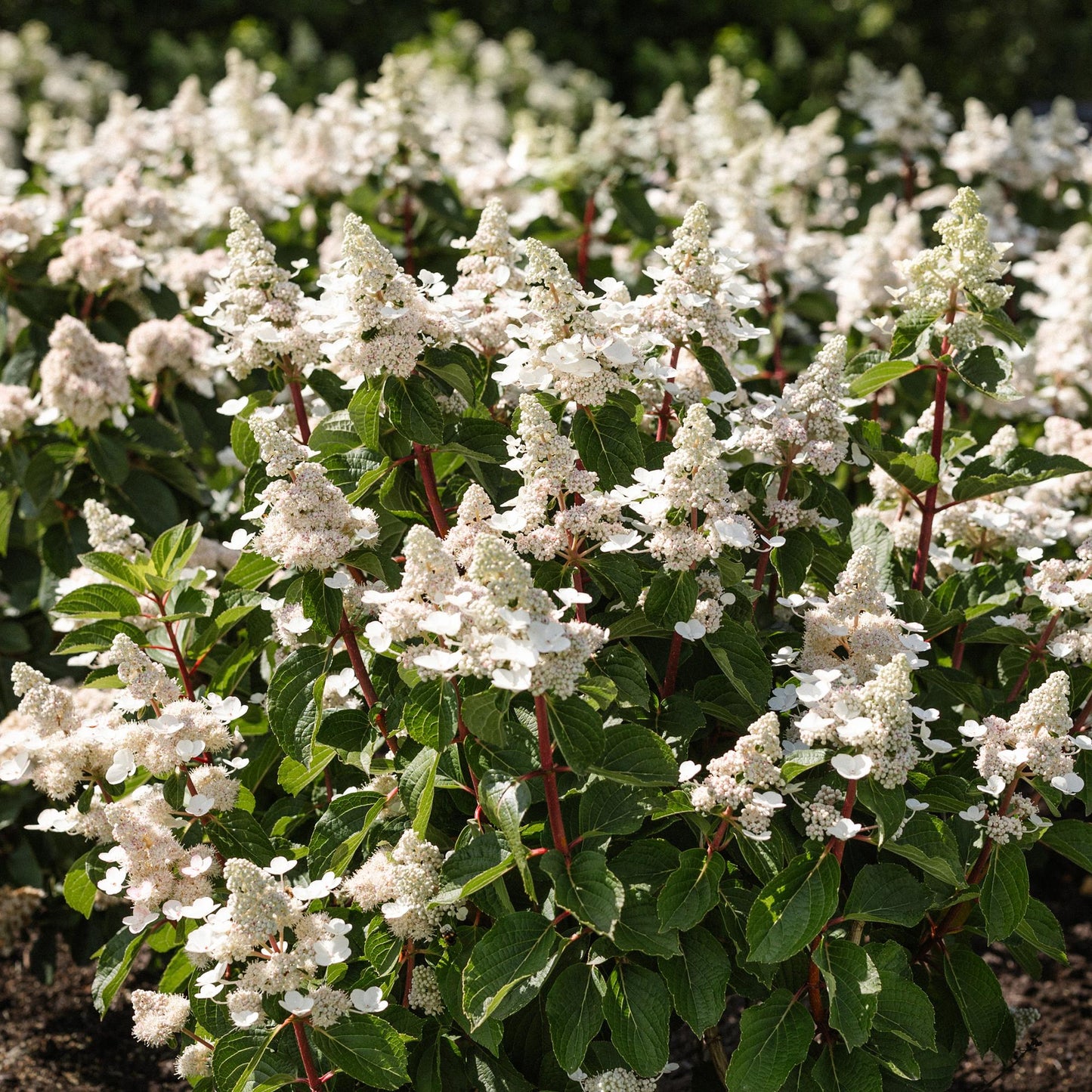 Hydrangea panniculata Living Infinity - Rispenhortensie - Winterhart - Weiß - 1 Pflanze - Topf 12cm - Höhe 20-30cm