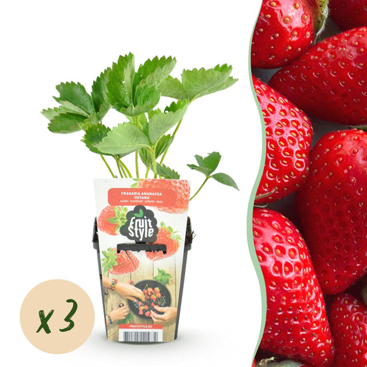 Obstpflanzen - Erdbeere - Fragaria Elsanta - Winterhart - 3 Pflanzen - Topf 9 cm - Rote Erdbeere