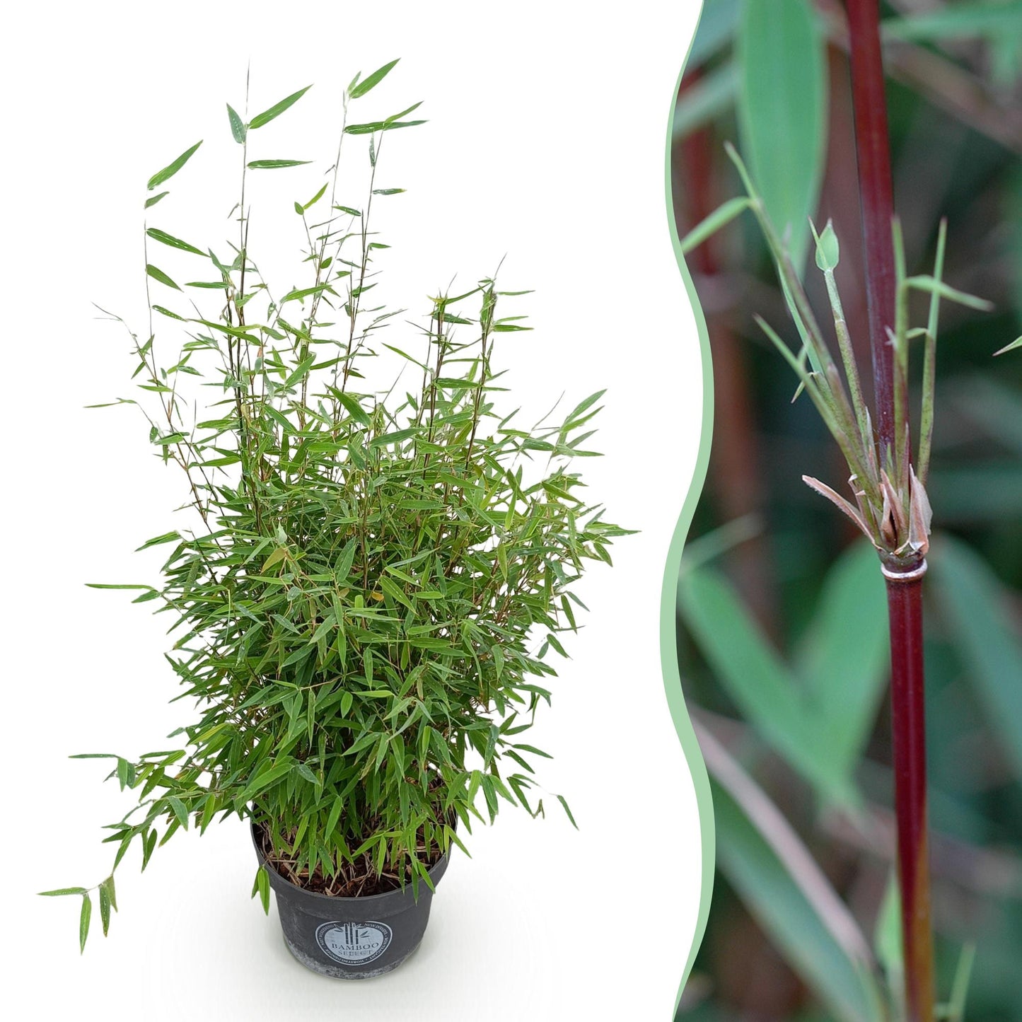 Gräser - Fargesia nitida Red Dragon - Bambus - Rutenlos - Grün - 1 Pflanze - Topf 23 cm - Höhe 80 cm