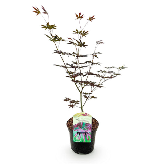 Japanischer Ahorn - Acer palmatum Trompenburg - Dunkel Lila - 1 Pflanze - Laubabwerfend - Topf 19cm Höhe 70cm