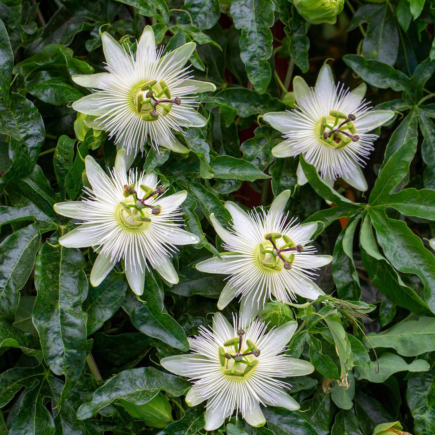 Passionsblume - Passiflora Avalanche - Blüte Weiß - Pflegeleicht - 2 Pflanzen - Topf 11cm Höhe 40cm