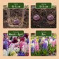 20x Hyacinthus mix - Mixed Hyacinth - Miscellaneous - Spring bloomer