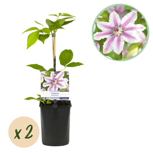 Kletterpflanze - Clematis Nelly Moser - Blüte Rosa - Wenig Pflege - 2 Pflanzen - Topf 11cm Höhe 40cm