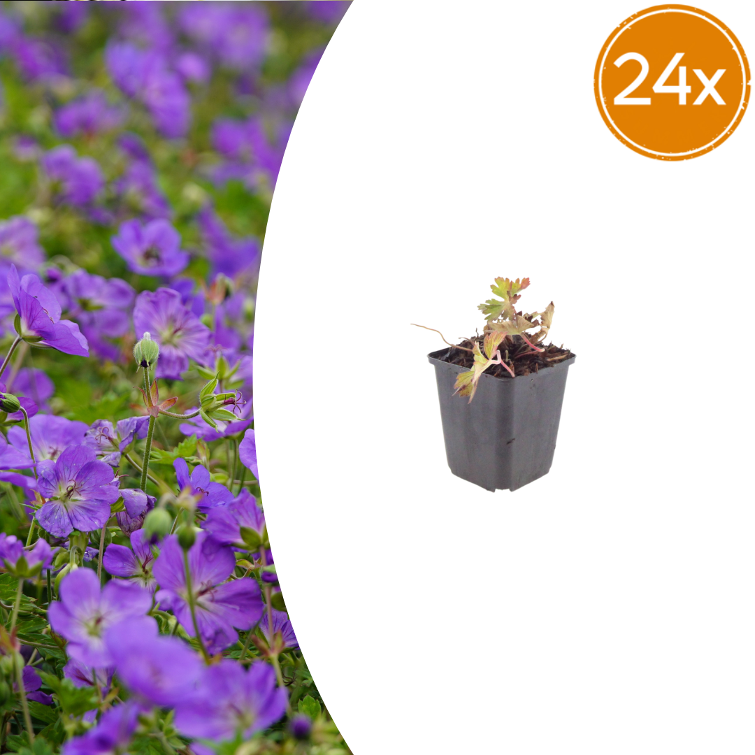 24x Geranium 'Azure Rush' - ↕10-25cm - Ø9cm