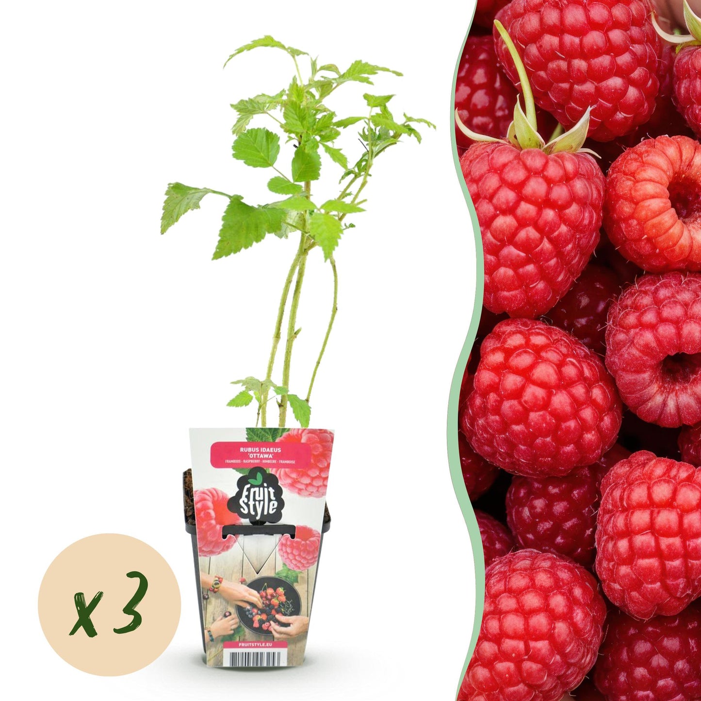 Obstpflanzen - Himbeere - Rubus idaeus Ottawa - Winterhart - 3 Pflanzen - Topf 9 cm - Rote Himbeere