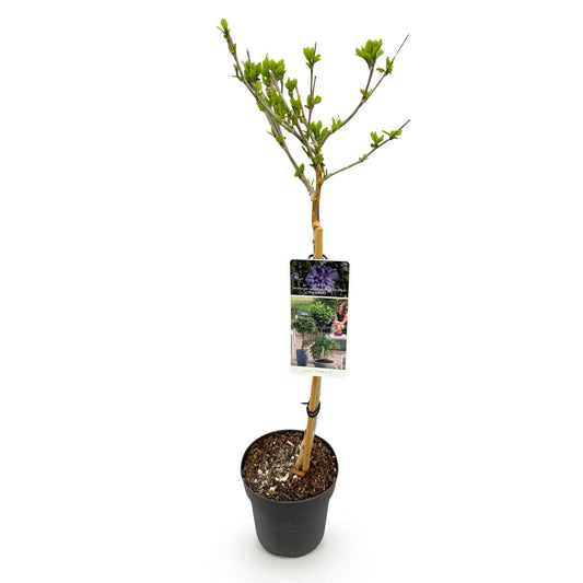 Hibiscus syriacus Blue Chiffon® - Stammpflanze - Terrassenpflanze - Laubabwerfend - Pflegeleicht - Topf 19cm Höhe 90cm