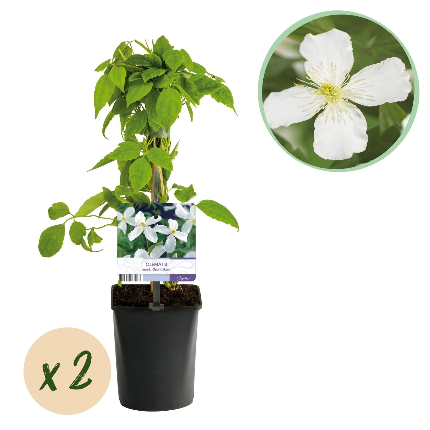 Kletterpflanze - Clematis montana Grandiflora - Blüte Weiß - Frühblühend - Pflegeleicht - 2 Pflanzen - Topf 11cm Höhe 40cm