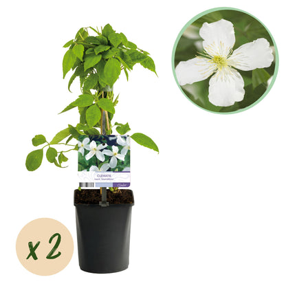 Kletterpflanze - Clematis montana Grandiflora - Blüte Weiß - Frühblühend - Pflegeleicht - 2 Pflanzen - Topf 11cm Höhe 40cm