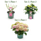 Hortensie - Hydrangea Magical Jewel Pink - Rosa - 6-10 Blüten - 2 Pflanzen - Topf 23cm Höhe 55cm