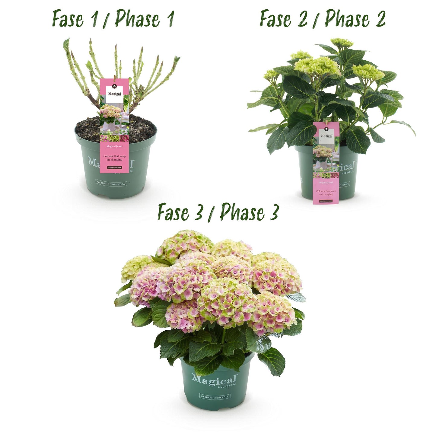 Hortensie - Hydrangea Magical Jewel Pink - Rosa - 6-10 Blüten - 2 Pflanzen - Topf 23cm Höhe 55cm