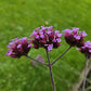 Verbena bon. 'Lollipop' - ↕10-25cm - Ø9cm - 24x