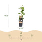 Obstpflanze - Vitis vinifera Vanessa - Weintraubenpflanze - Tafeltraube - Blaue Traube - 2 Pflanzen - Topf 15cm - Höhe 50cm