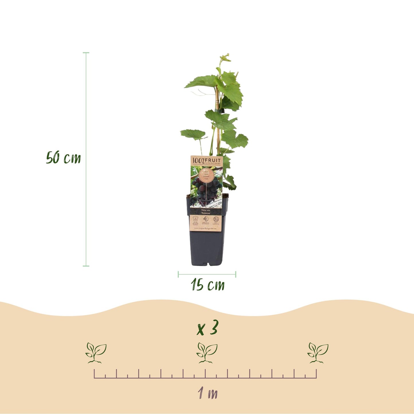 Obstpflanze - Vitis vinifera Vanessa - Weintraubenpflanze - Tafeltraube - Blaue Traube - 2 Pflanzen - Topf 15cm - Höhe 50cm