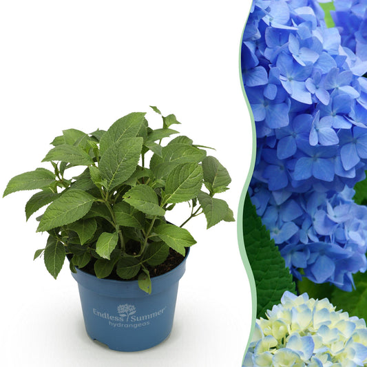 Hydrangea Endles Summer The Orginal Blue - Hortensie - Winterhart - Blau - 1 Pflanze - Topf 14cm - Höhe 20-25cm