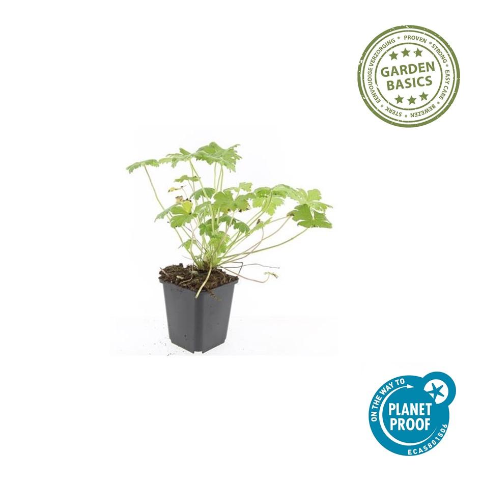 24x Geranium 'Tiny Monster' - ↕10-25cm - Ø9cm