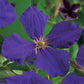 Kletterpflanze - Clematis Jackmanii - Blüte Blau - Wenig Pflege - 2 Pflanzen - Topf 11cm Höhe 40cm