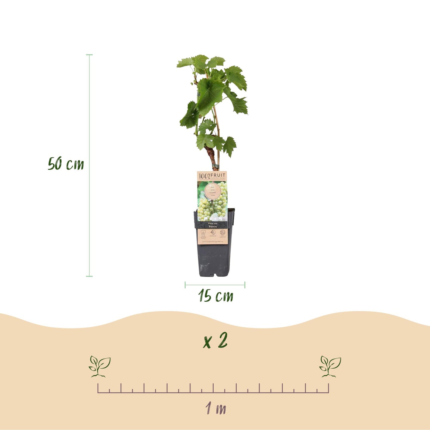 Obstpflanze - Vitis vinifera Bianca - Weinrebe - Veredelt - Weiße Traube - 2 Pflanzen - Topf 15cm - Höhe 50cm