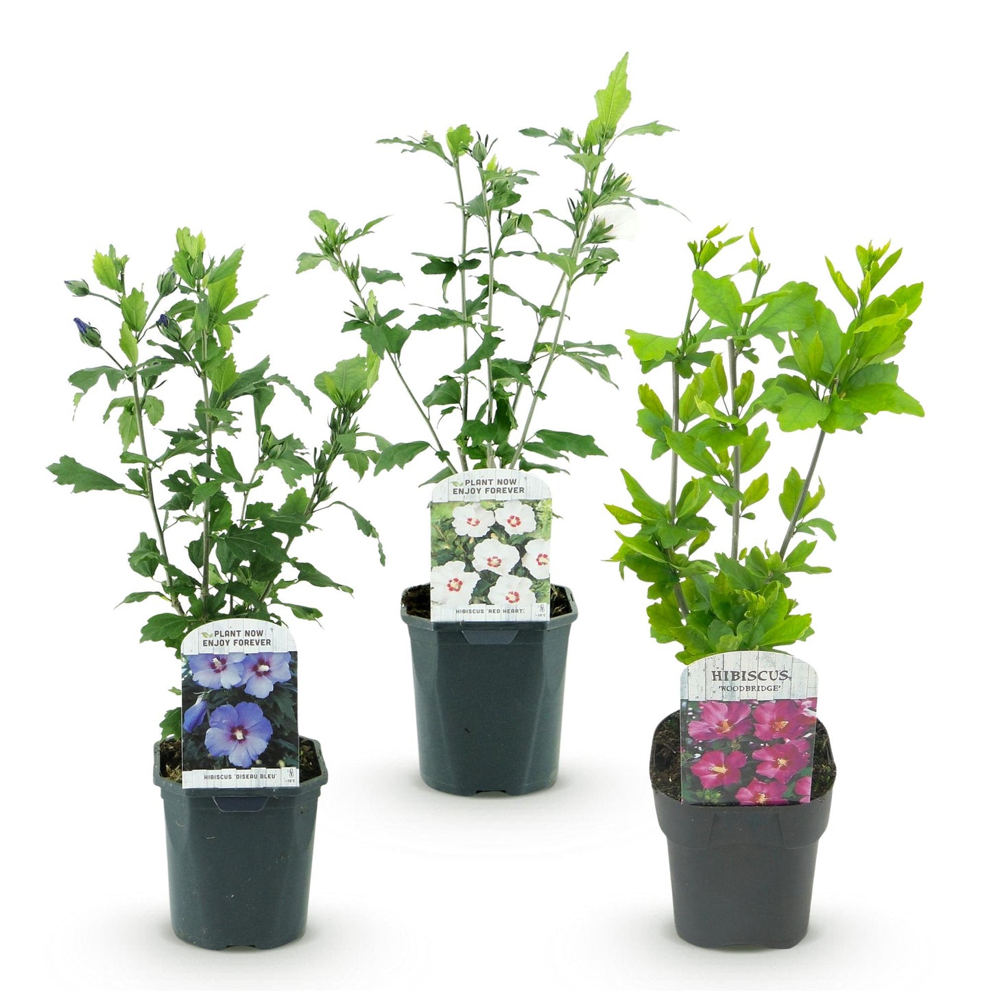 Hibiscus syriacus Tricolour - Blüte Rosa, Weiß und Blau - 3 Pflanzen - Laubabwerfend - Wenig Pflegeaufwand - Topf 17cm Höhe 45cm