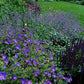 24x Geranium 'Johnson's Blue' - ↕10-25cm - Ø9cm