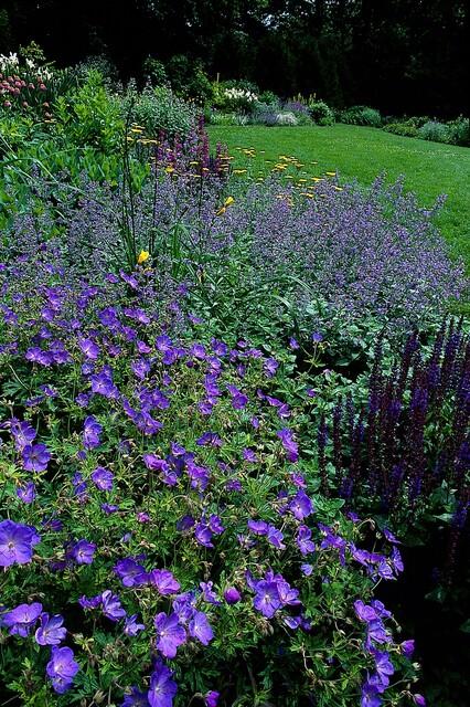 24x Geranium 'Johnson's Blue' - ↕10-25cm - Ø9cm