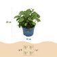 Hydrangea Endless Summer Summer Love Purple - Hortensie - Frostbeständig - Lila - 2 Pflanzen - Topf 14 cm - Höhe 20-25 cm