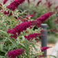 Schmetterlingsstrauch - Buddleja davidii Royal Red - Winterhart - Rot - 1 Pflanze - Topf 17cm - Höhe 45cm