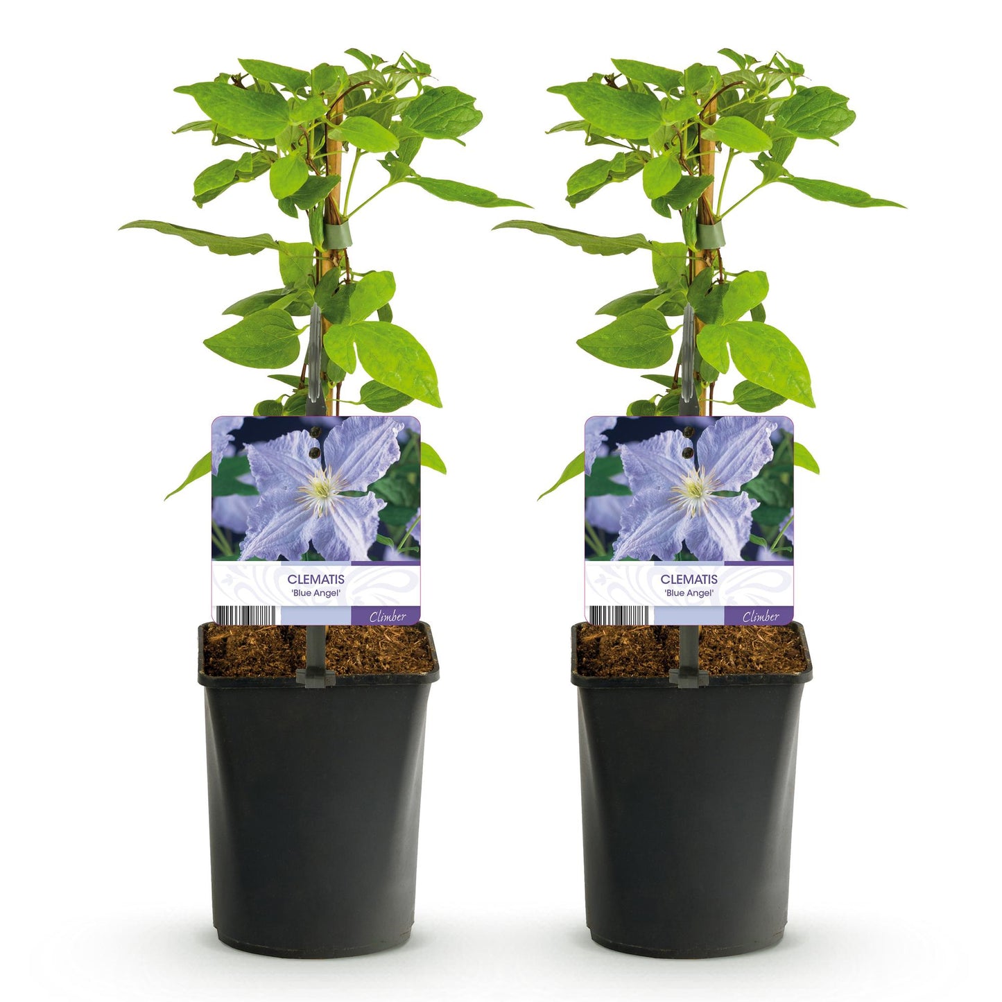 Kletterpflanze - Clematis Blue Angel - Blüte Licht Blau - Wenig Pflege - 2 Pflanzen - Topf 11cm Höhe 40cm