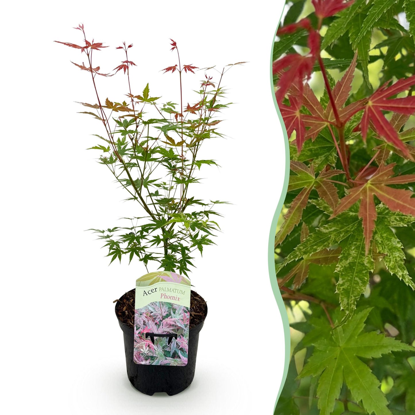 Japanischer Ahorn - Acer palmatum Phoenix - Rosa - 1 Pflanze - Laubabwerfend - Topf 19cm Höhe 70cm