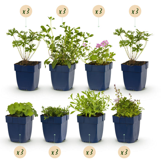 Stauden paket - Bodendecker - 24 Stauden - Für 3 m2 - Verschiedene Farben - Wenig Pflege - Topf 11cm