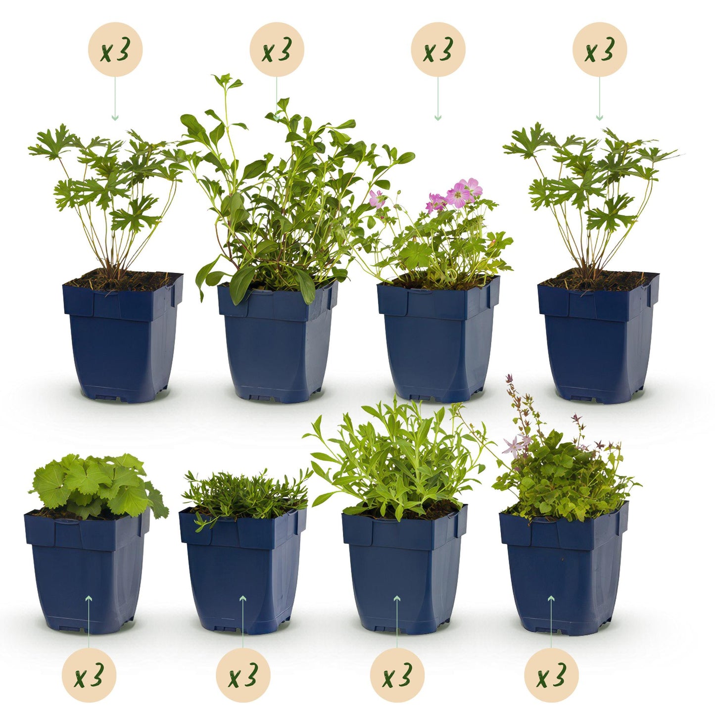 Stauden paket - Bodendecker - 24 Stauden - Für 3 m2 - Verschiedene Farben - Wenig Pflege - Topf 11cm