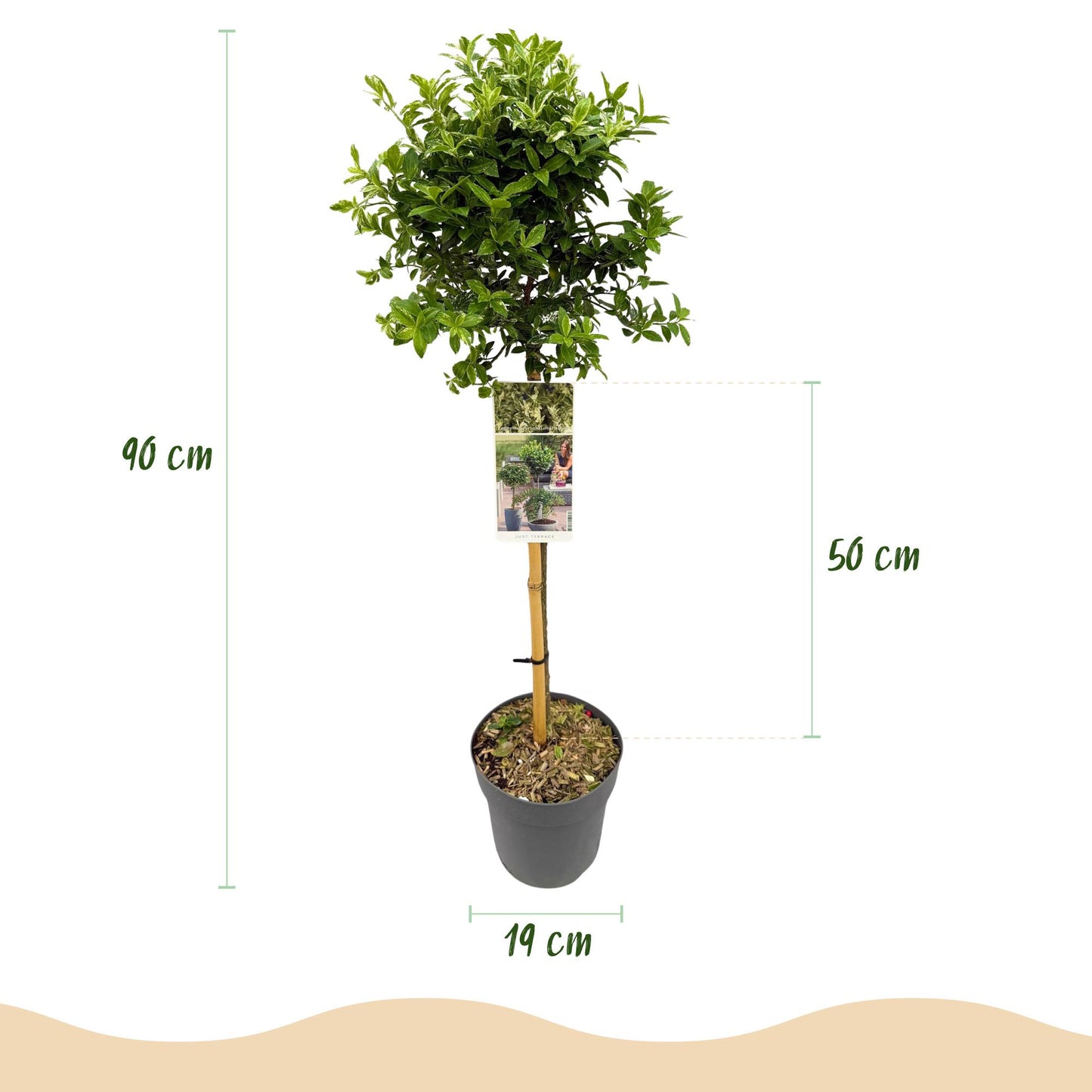 Stamm-Pflanze - Euonymus fortunei Harlequin - Terrassenpflanze - Immergrün - Winterhart - Grün-Weiße Blätter - Topf 19cm Höhe 90cm